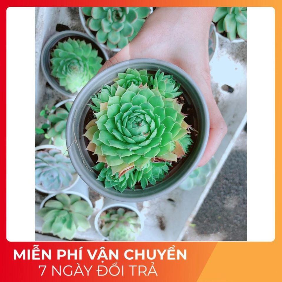 Sen Đá Phật Bà