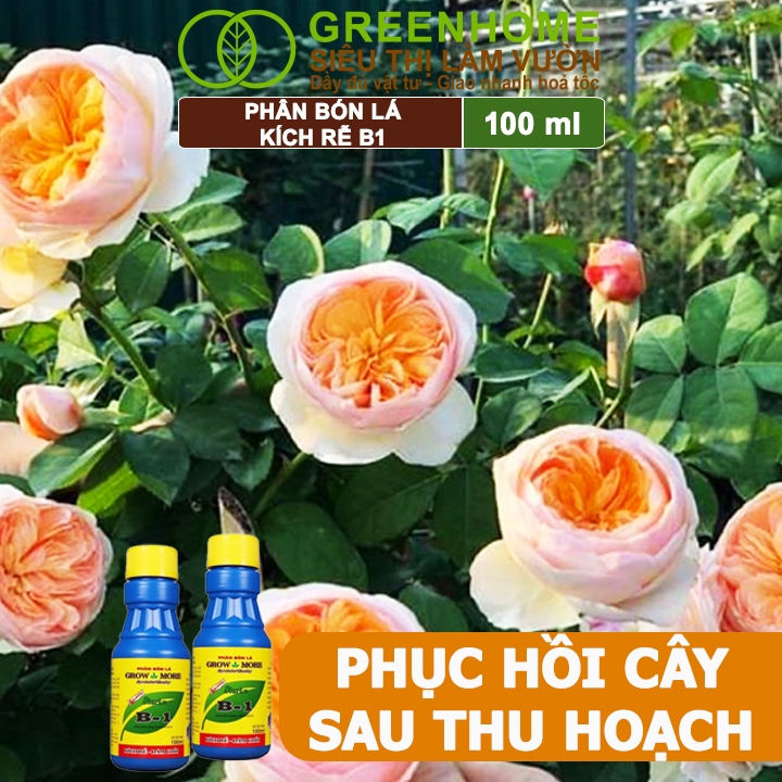 Phân Bón Kích Rễ, Greenhome, B1, Chai 100ml, Tạo Mầm, Rễ Khoẻ, Sai Hoa, Phục Hồi Rễ Yếu, Lá Dày