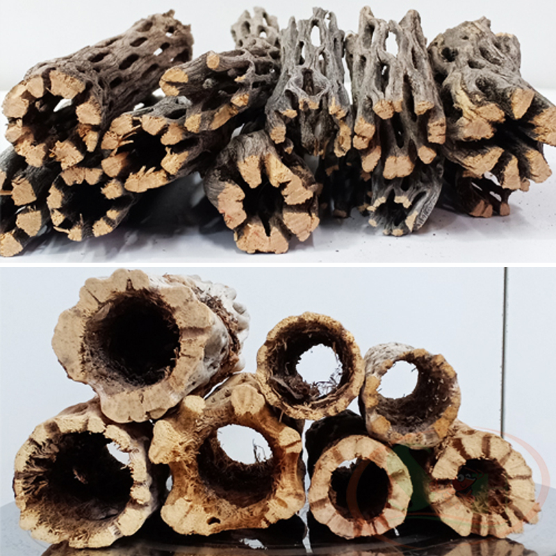 Lũa cholla cactus wood xương rồng staghorn teddy bear đồ chơi trang trí bể cá tép - size L - Dài 15 cm