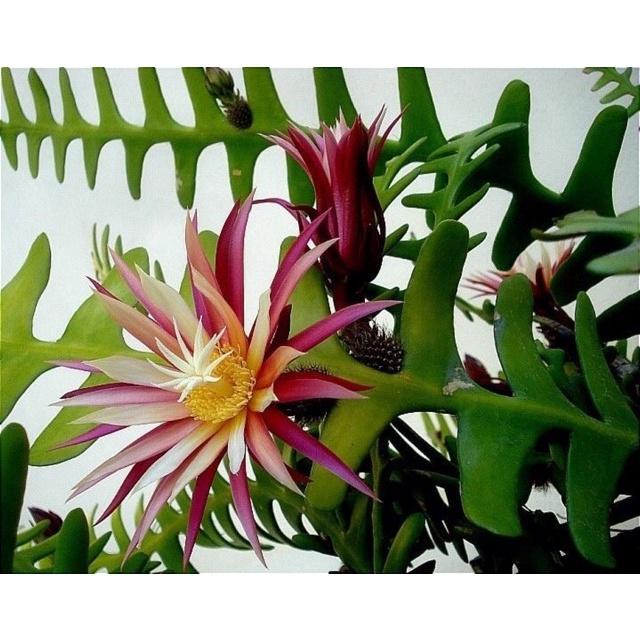 Hoa Quỳnh giống , cây hoa quỳnh xương cá