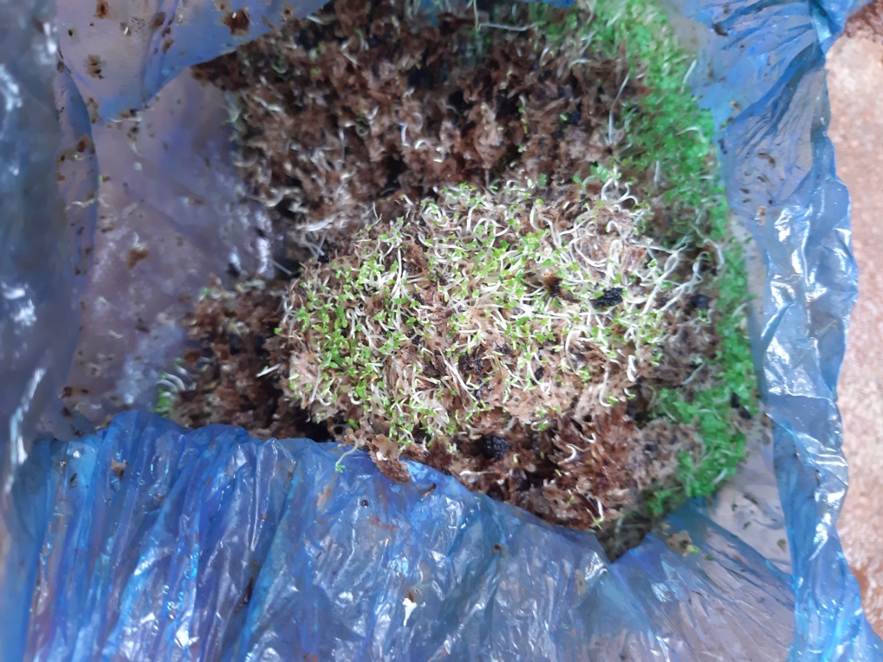 SẢN PHẨM: 800 GRAM HẠT GIỐNG CÂY HÔNG