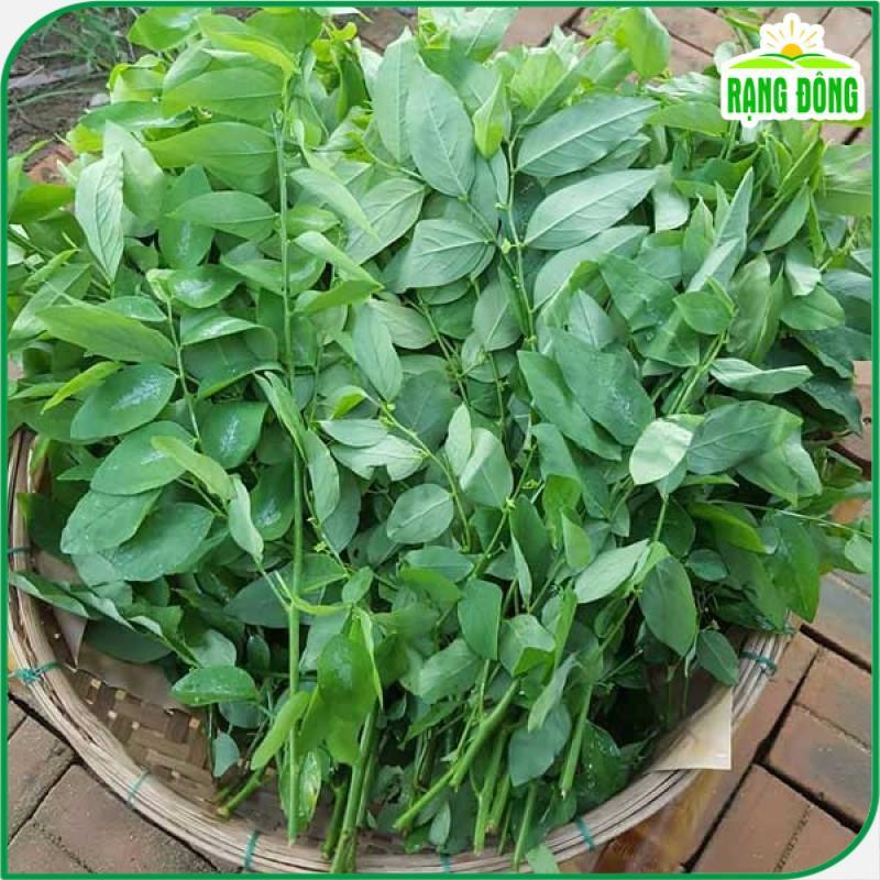 Hạt giống Rau Ngót Trồng Quanh Năm, Sinh Trưởng Khỏe - Hạt giống Rạng Đông