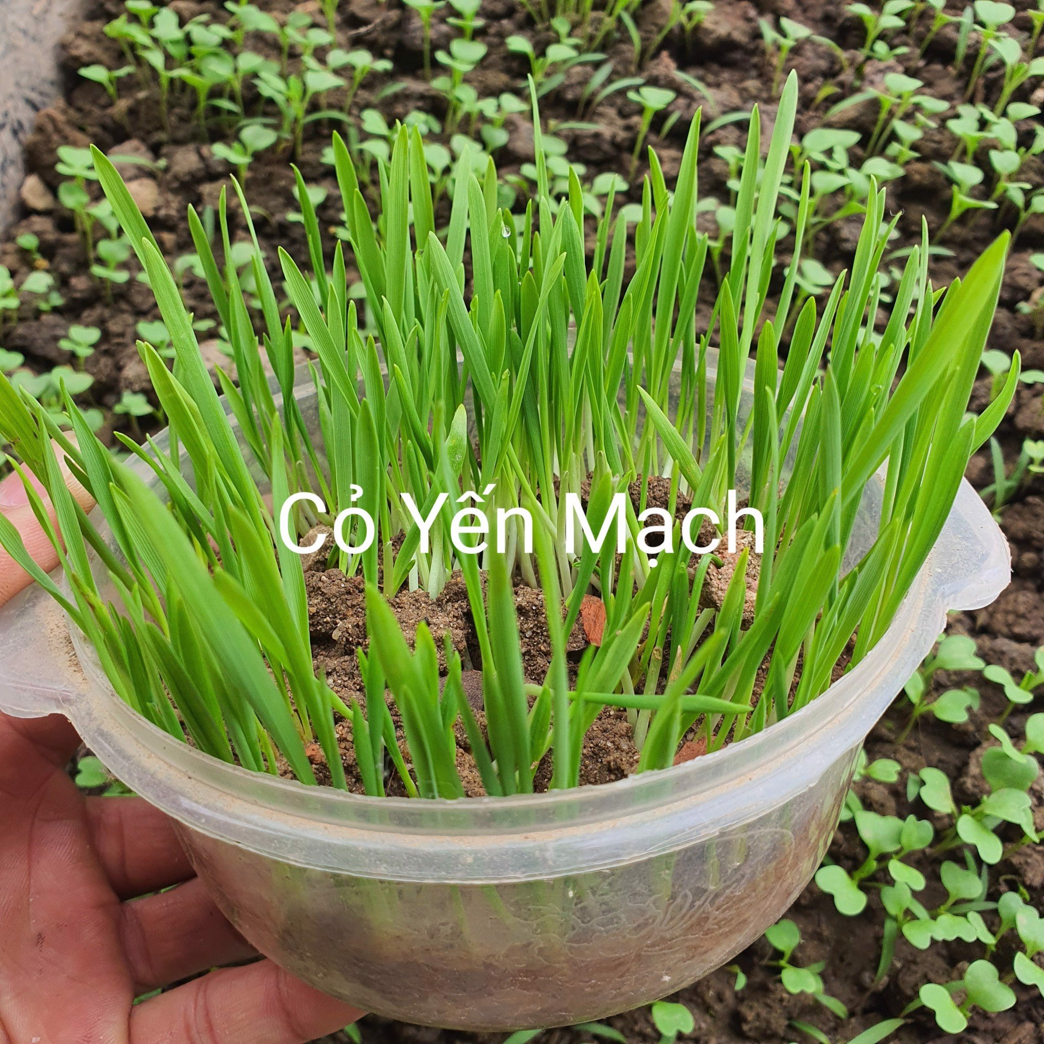Hạt Giống Cỏ cho chó mèo và động vật nhỏ - Cỏ Trông chăn nuôi Thú Cưng cung cấp dinh dưỡng