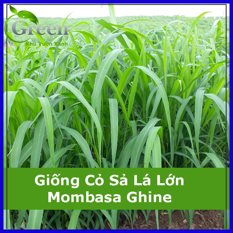 Hạt Giống Cỏ Sả Lá Lớn Mombasa Ghine Dùng Trong Chăn Nuôi 100 Gam