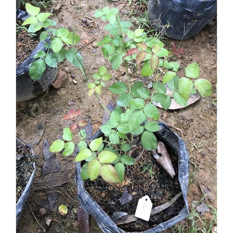 Hoa hồng blue sky-bầu to cây lớn trưởng thành