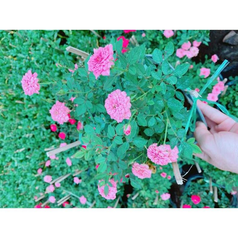 Bụi Hoa hồng Bán Chạy