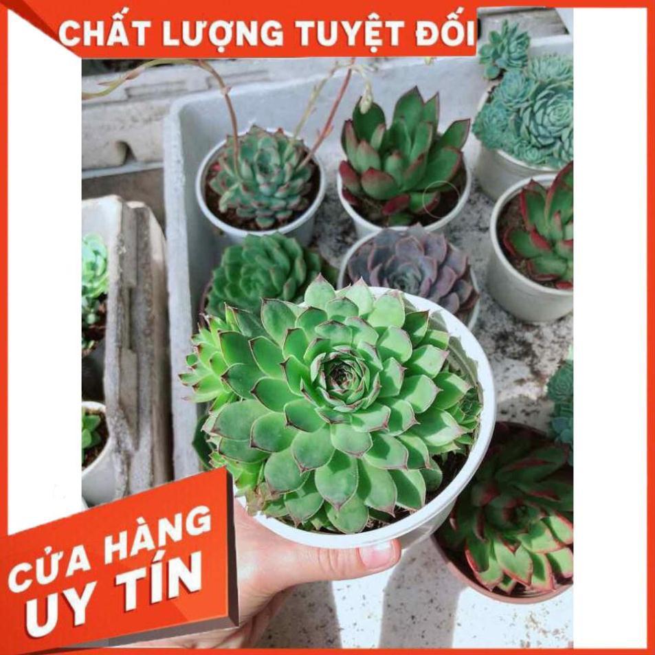 Sen đá phật bà Nhiều Người Mua