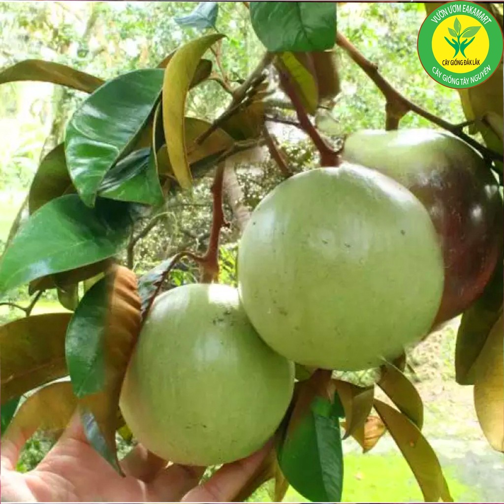 Cây Giống Vú Sữa Lò Rèn Giống .