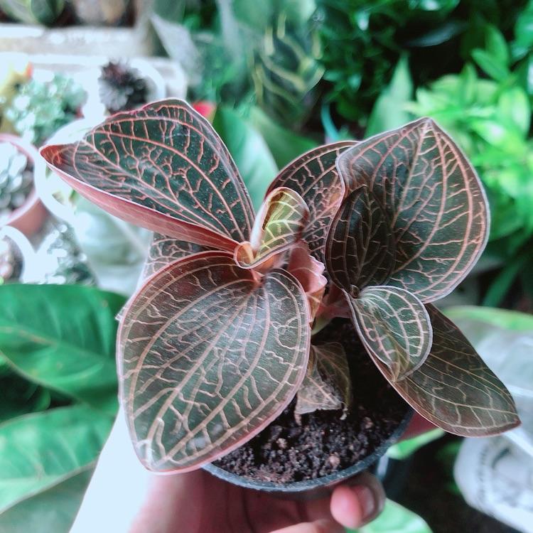 Cây Cau Kiểng Mini