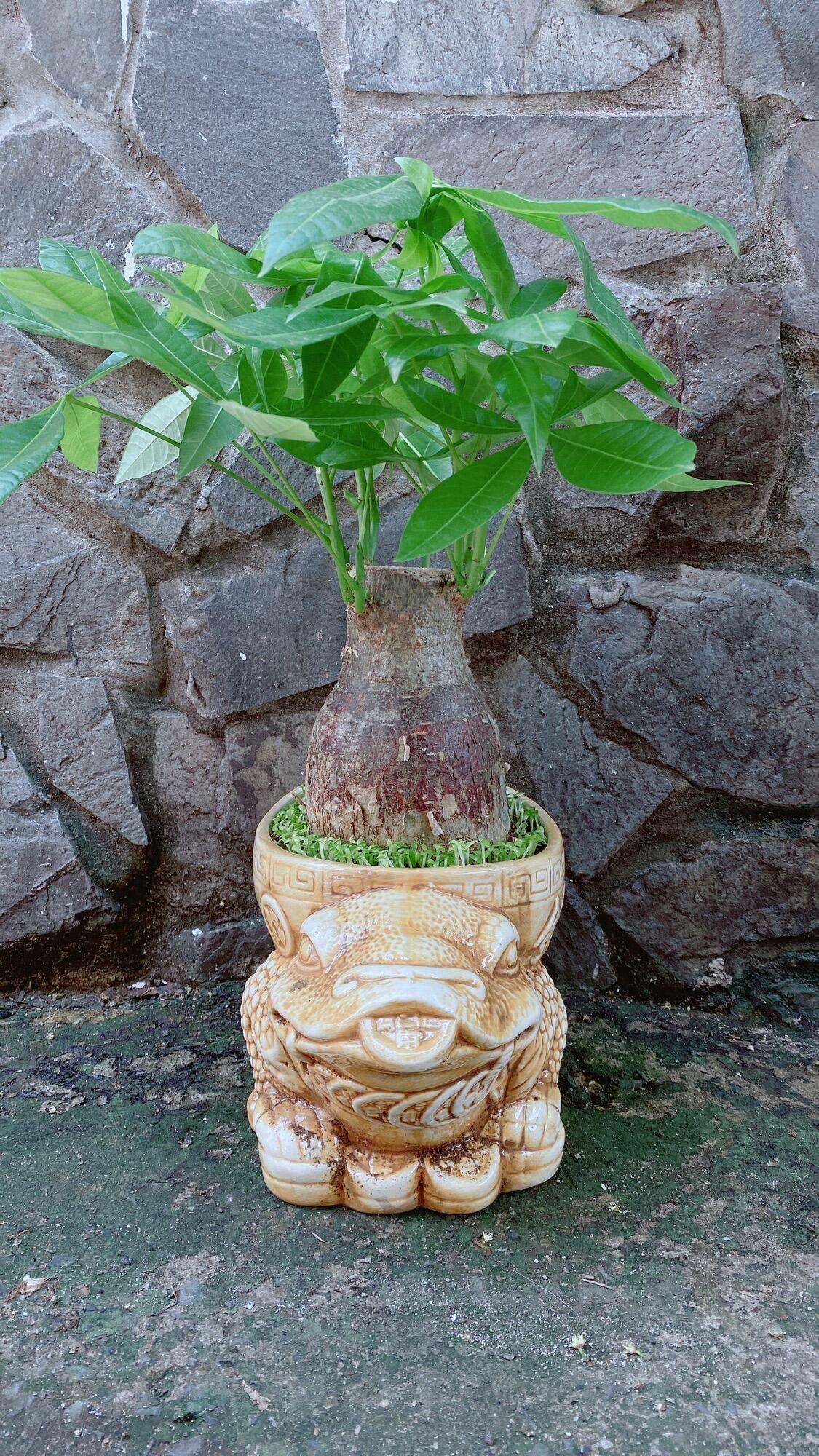 Chậu Cây Kim Ngân Lớn