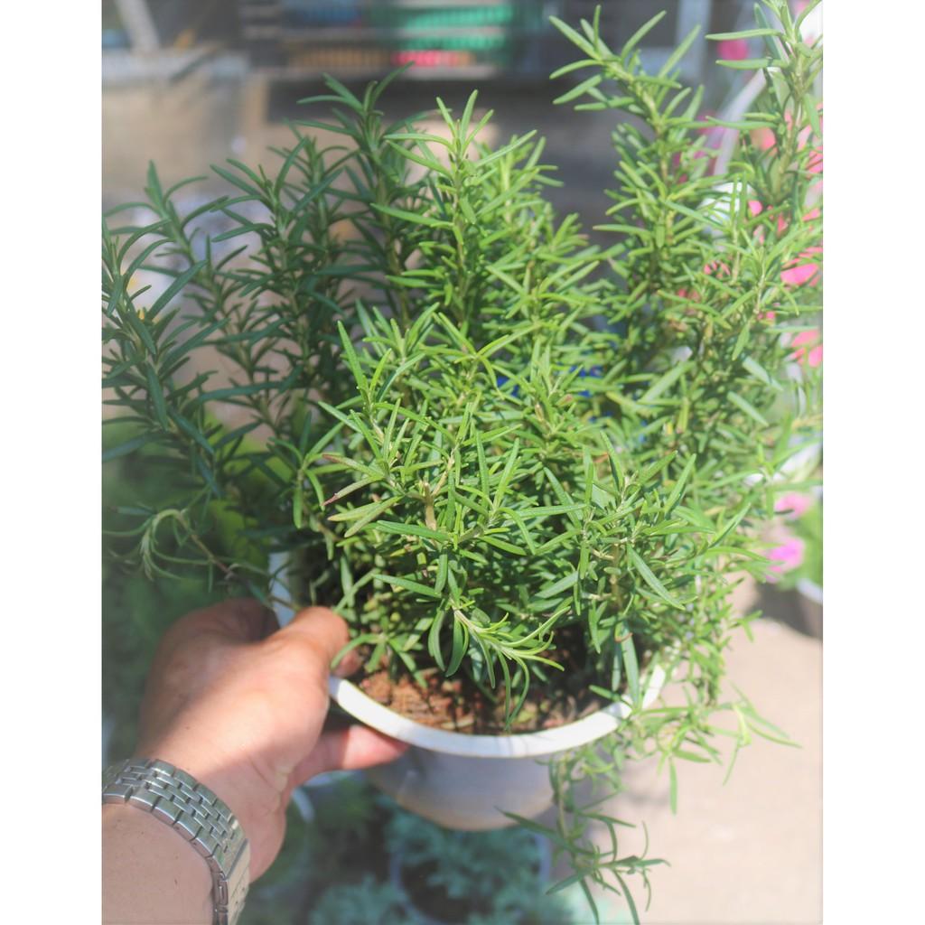 Chậu cây Hương Thảo