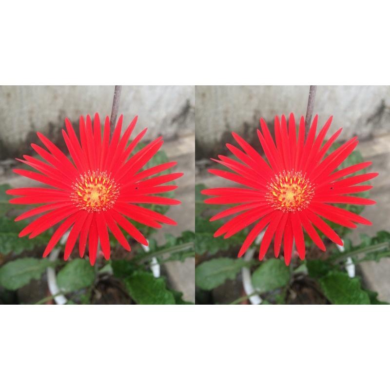 CÂY GIỐNG HOA ĐỒNG TIỀN *
