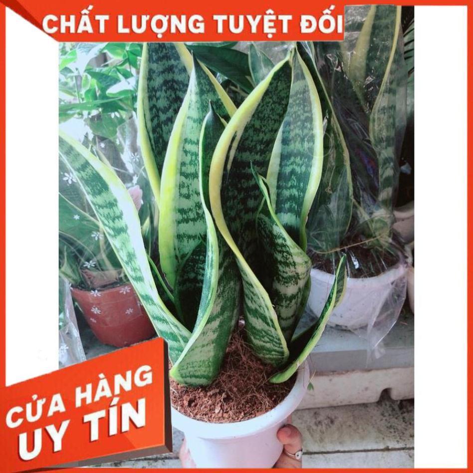 Chậu Lưỡi Hổ Nhiều Người Mua