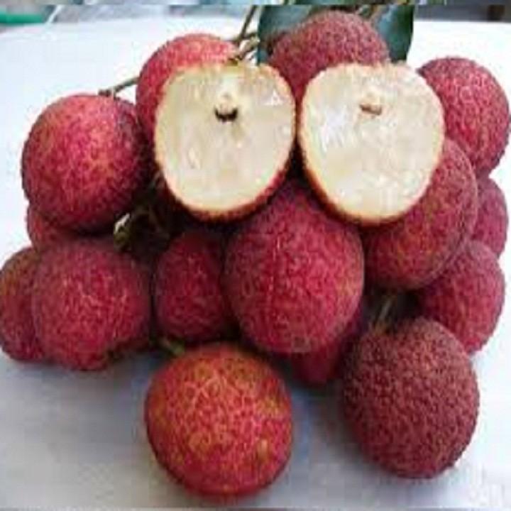 Cây giống vải không hạt