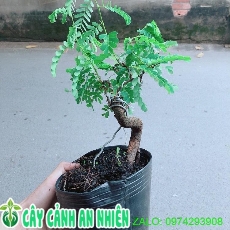 Cây Me Bonsai