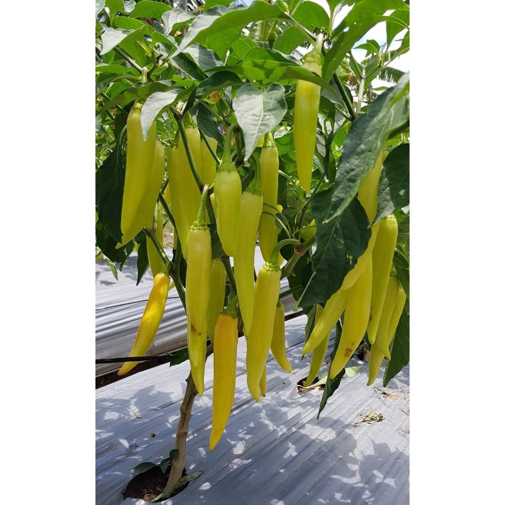 Hạt Giống Ớt Sừng 122 Gói 0.2g