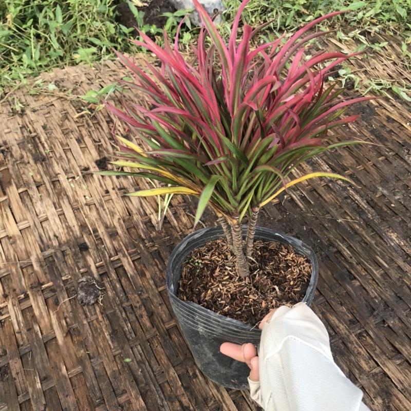 Cây ánh dương trồng công trình cao 20-25cm như ảnh