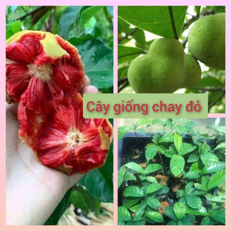 Cây chay đỏ giống