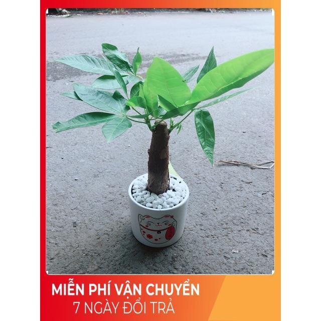 Chậu Kim Ngân 1 Thân