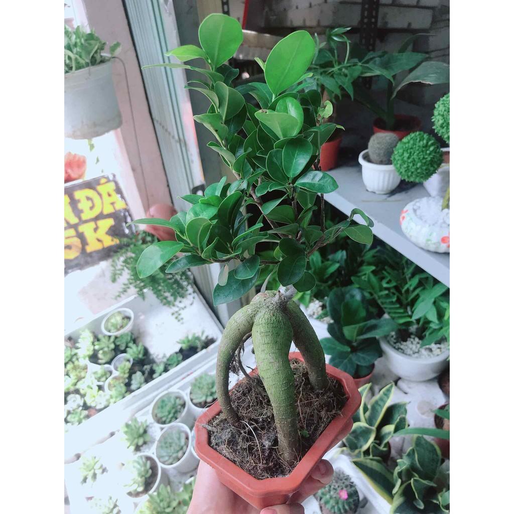 Chậu cây si bon sai nhật Bán Chạy