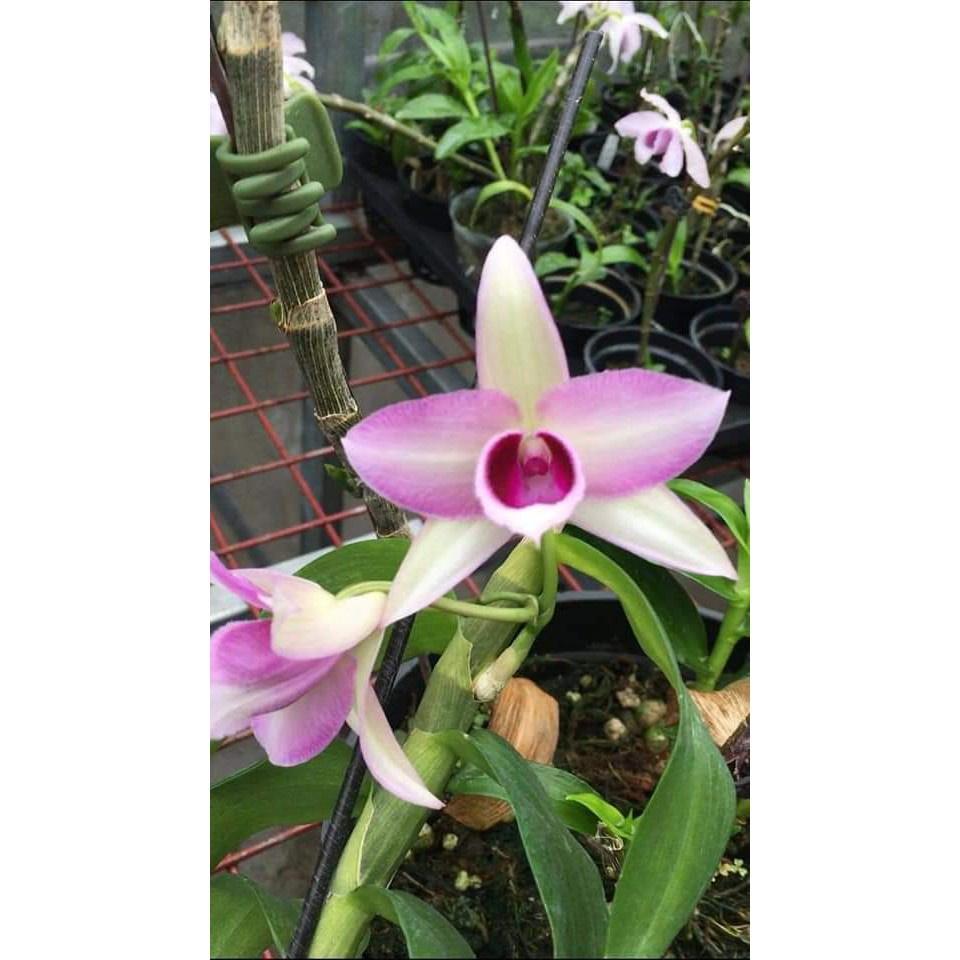 Hoa phong lan Hồng Búp Bê