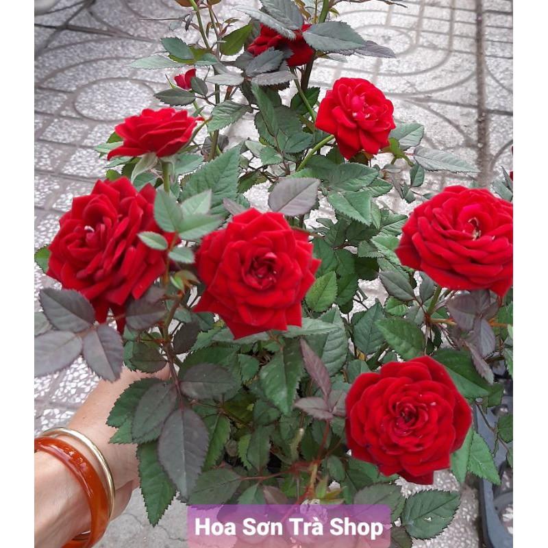 HOA HỒNG TỶ MUỘI HÀ LAN, thơm, siêu hoa, nhiều màu