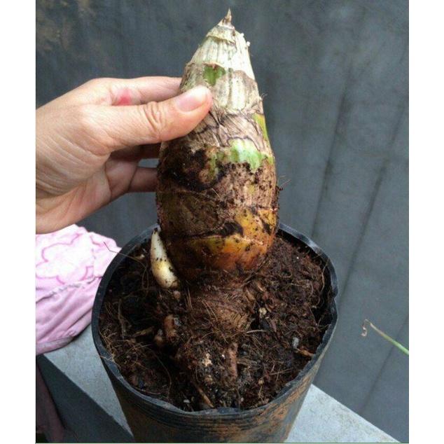 Củ giống hoa địa lan santo hoa màu vàng - 1 củ