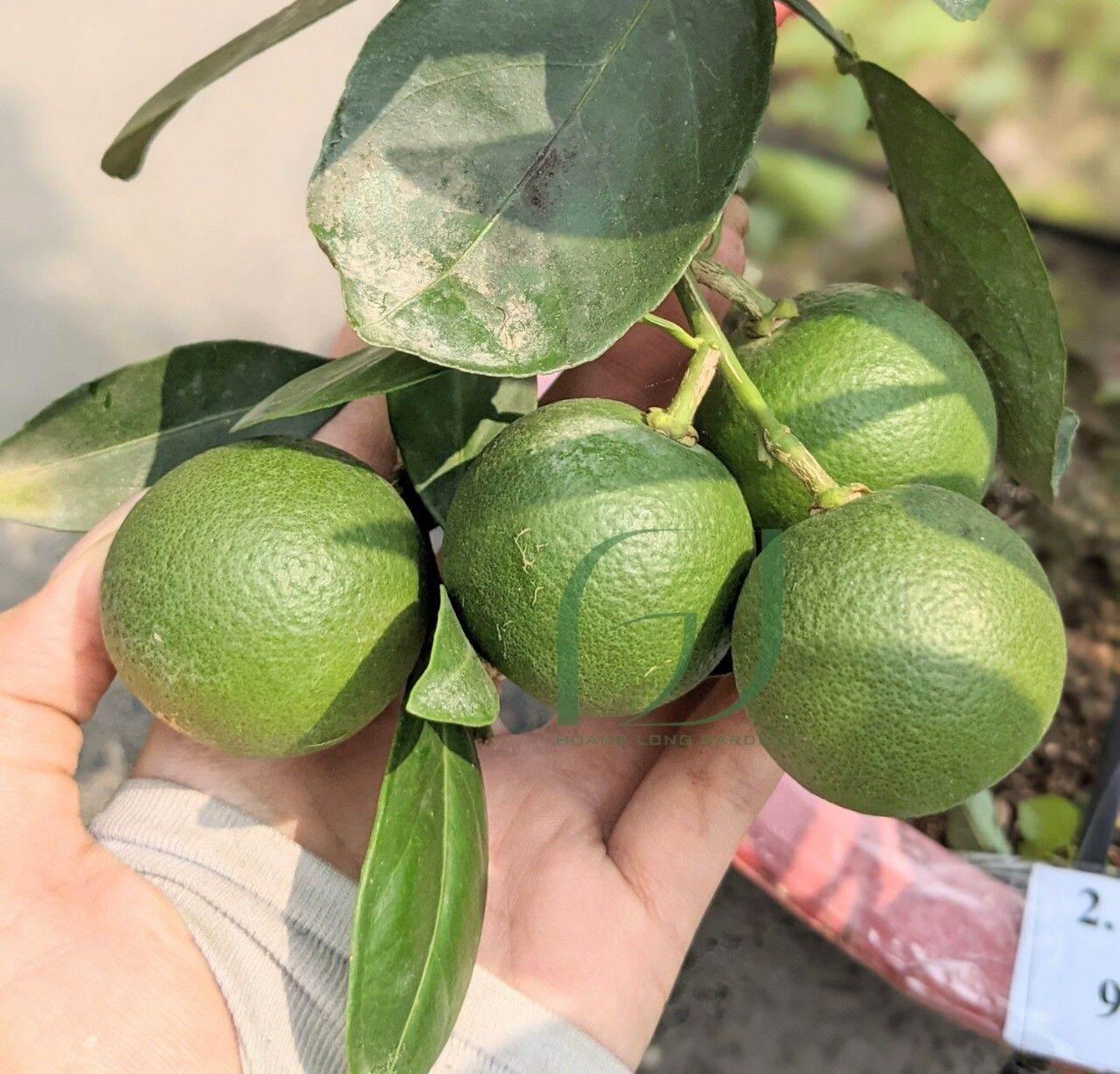 CÂY GIỐNG CAM DÂY TRỒNG CHẬU SIÊU SỚM