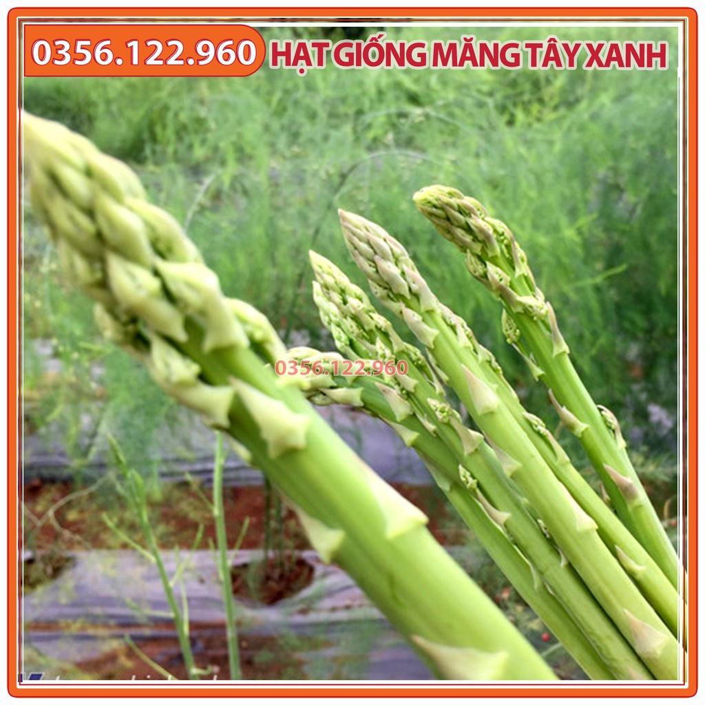 Hạt giống cây măng tây xanh cao sản F1 - gói 1g