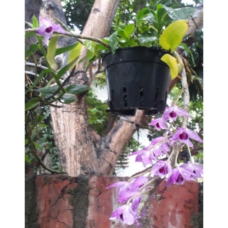 Dịch chuối tự làm-500ml