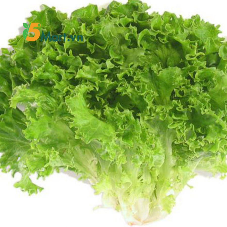 Xà lách thủy canh