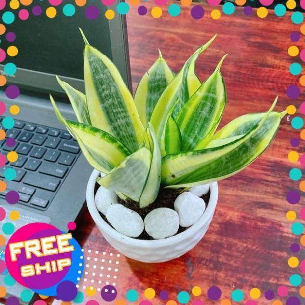 Chậu Lưỡi Hổ Thái Vàng