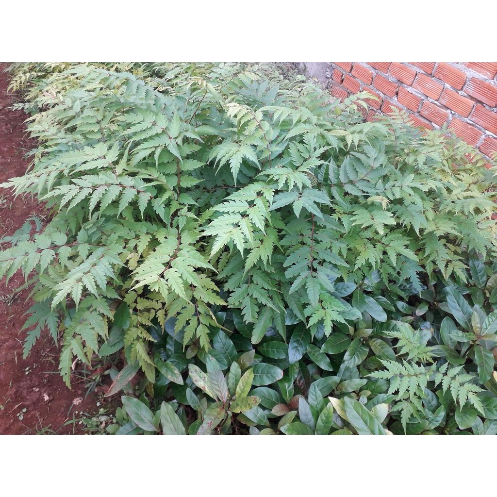CÂY GIỐNG CÂY XOAN.