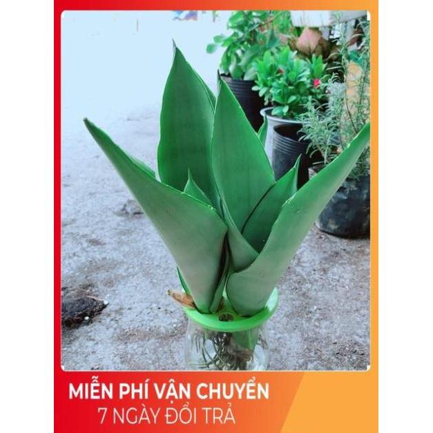 Chậu Lưỡi Hổ Thuỷ Sinh