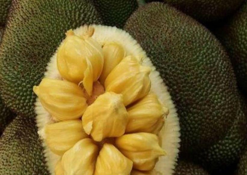 Cây mít tố nữ nữ hoàn của các loại mít