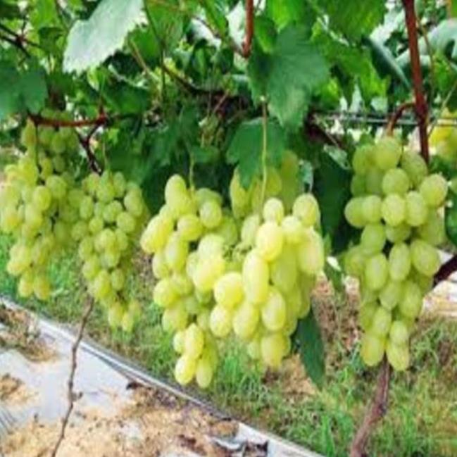 Cây giống nho xanh Ninh Thuận cây giống chuẩn cho năng suất cao