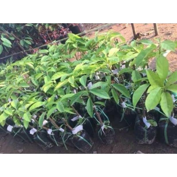 Cây Giống Bòn Bon Thái cam kết chất lượng