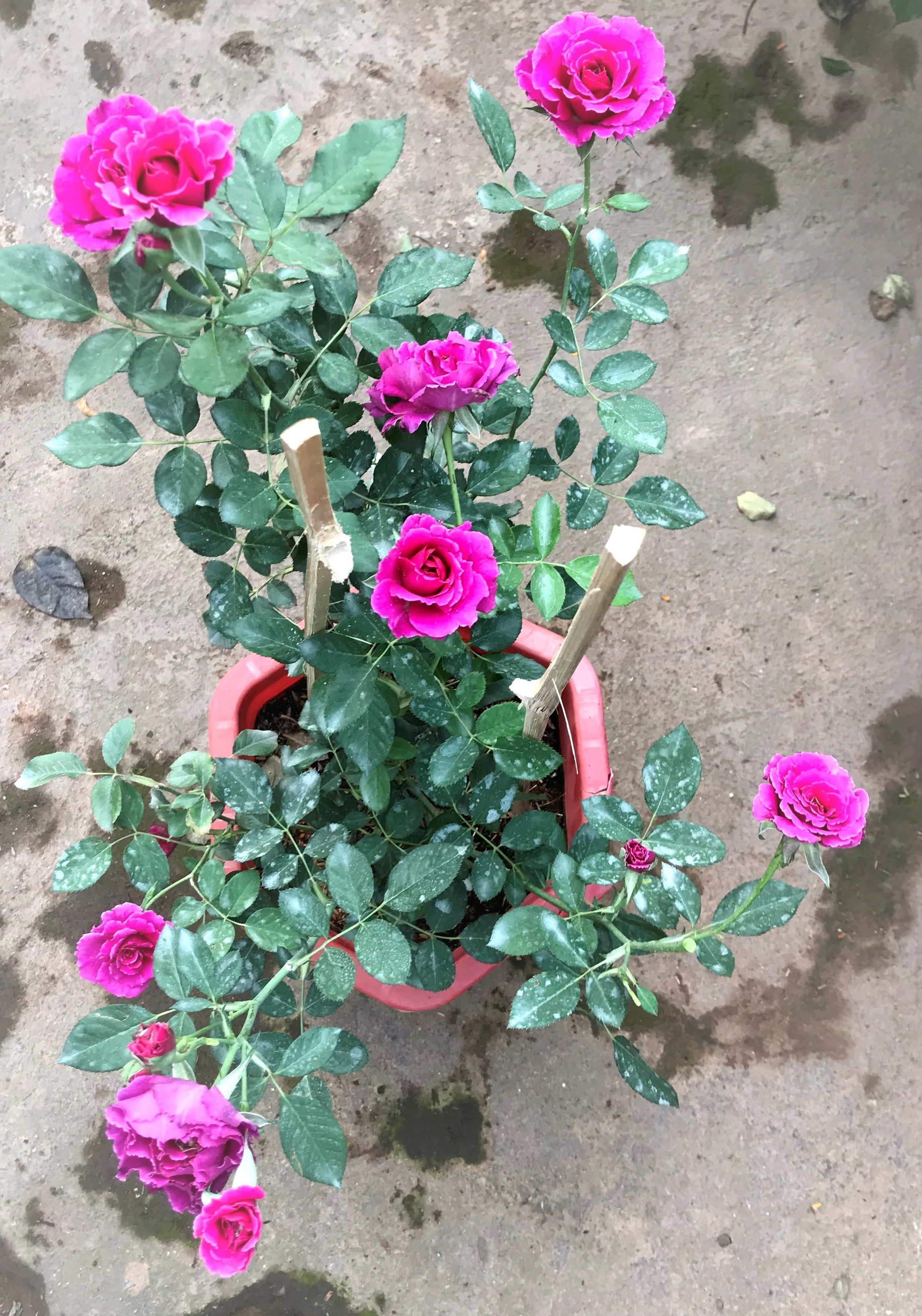 Chậu cây hoa hồng ngoại HN4 Sheherazad trồng nơi có nhiều nắng