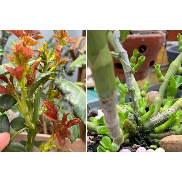 GÓI 50 VIÊN PHÂN BÓN TAN CHẬM SIÊU DINH DƯỠNG CHO CÂY