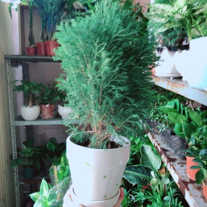 Cây Tùng Bồng Lai Kèm Chậu Sứ