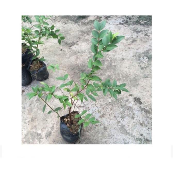 Cây giống Nho thân gỗ thường - hàng cây giống F1