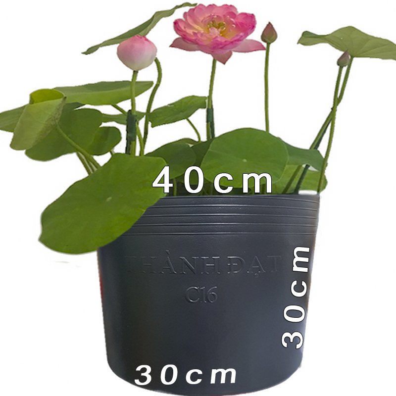 100 Chậu Nhựa Dẻo 40x30x30cm Bít Lỗ Trồng Sen bền từ 5 đến 10 năm- 77334
