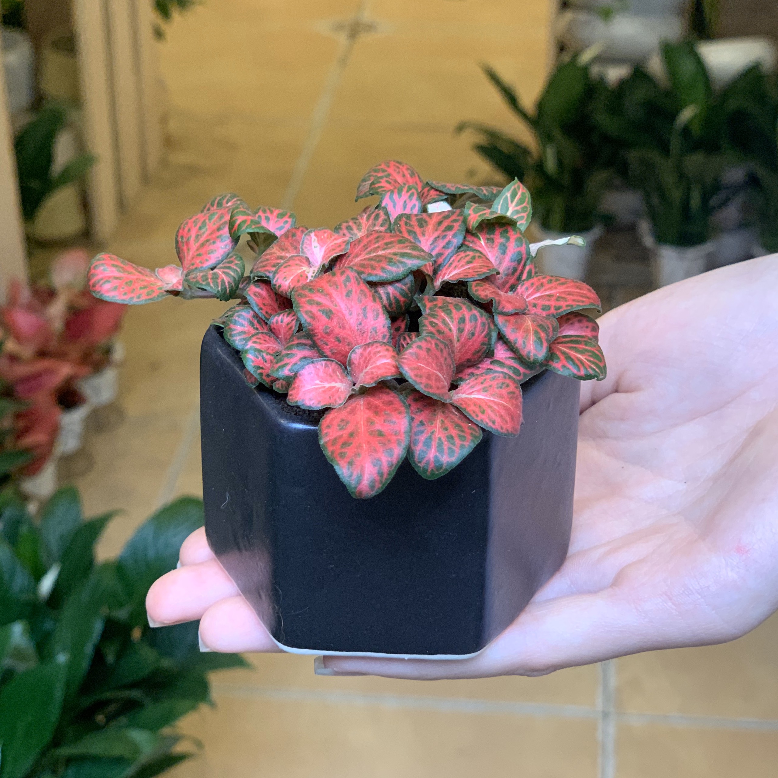 Bộ 2 Cây Mini Để Bàn - 6x6x8 Cm - Cây Cẩm Nhung ( Fittonia, May Mắn) &amp; Chậu Trồng Cây Gốm Sứ Bát Tràng - Dáng Chậu Lục Giác Đen &amp; Trắng - Lá Xanh &amp; Đỏ