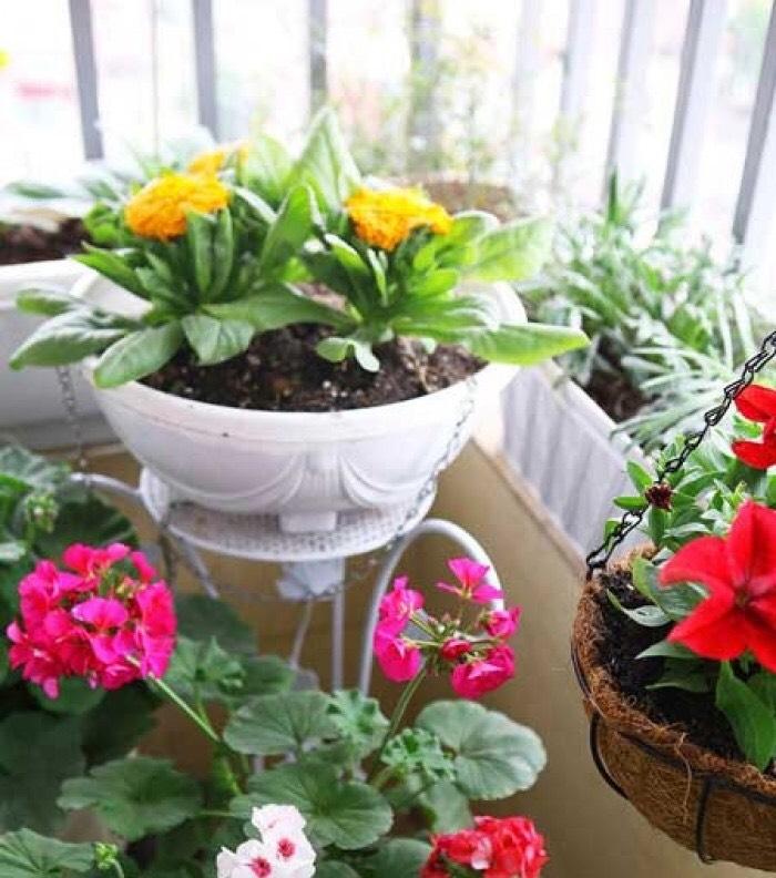 Bộ 5 chậu nhựa chảo treo dây sắt trồng hoa màu trắng đường kính 28cm