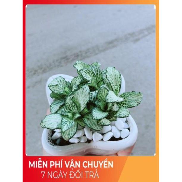 Chậu Cẩm Nhung Xanh