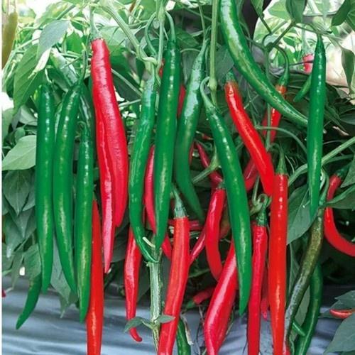 Gói 1 gam Hạt giống ớt sừng đỏ trái dài F1 cao sản - Anh nông dân chính hiệu