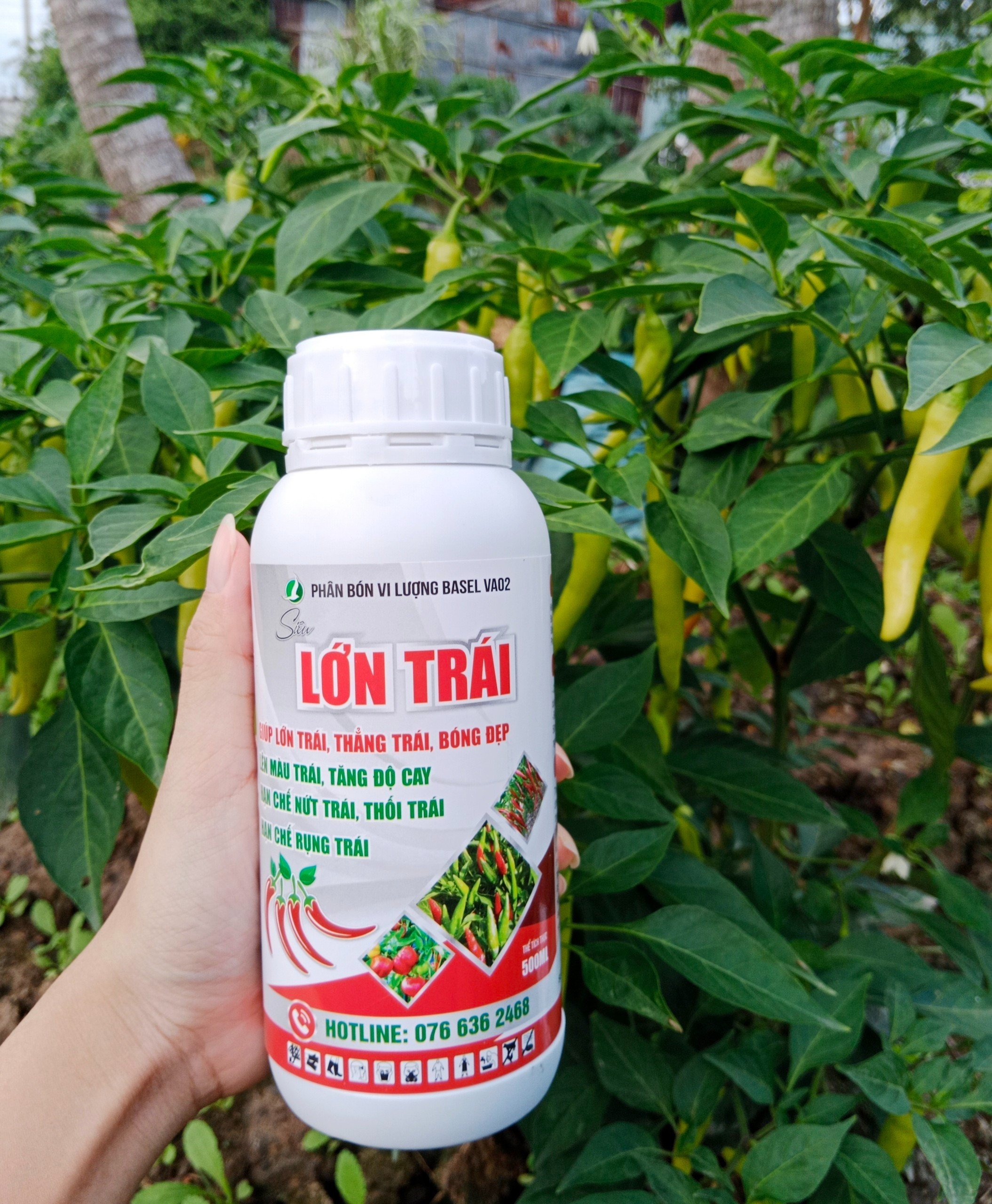 Phân bón lá chuyên ớt - SIÊU LỚN TRÁI 500ML