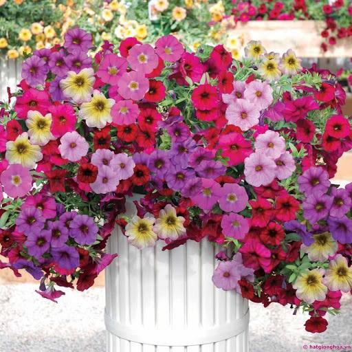 Gói 1000 hạt giống hoa dạ yến thảo rủ petunia mix nhiều màu sắc siêu dễ trồng dễ chăm sóc cửa hàng hạt giống uy tín