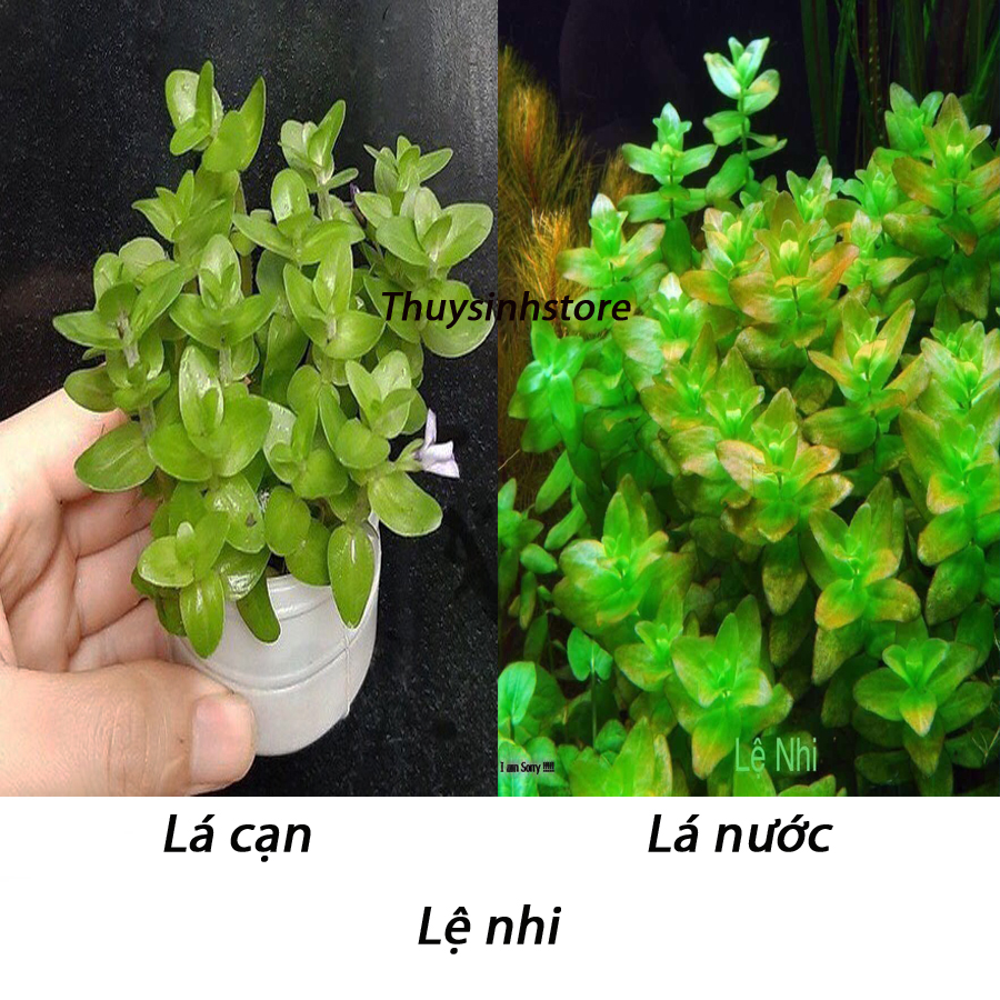 Cây Lệ Nhi 15 cây,Móng Tay - cây thủy sinh dễ trồng
