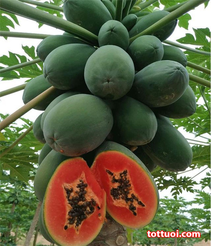 Cây đu đủ lùn ruột đỏ siêu trái